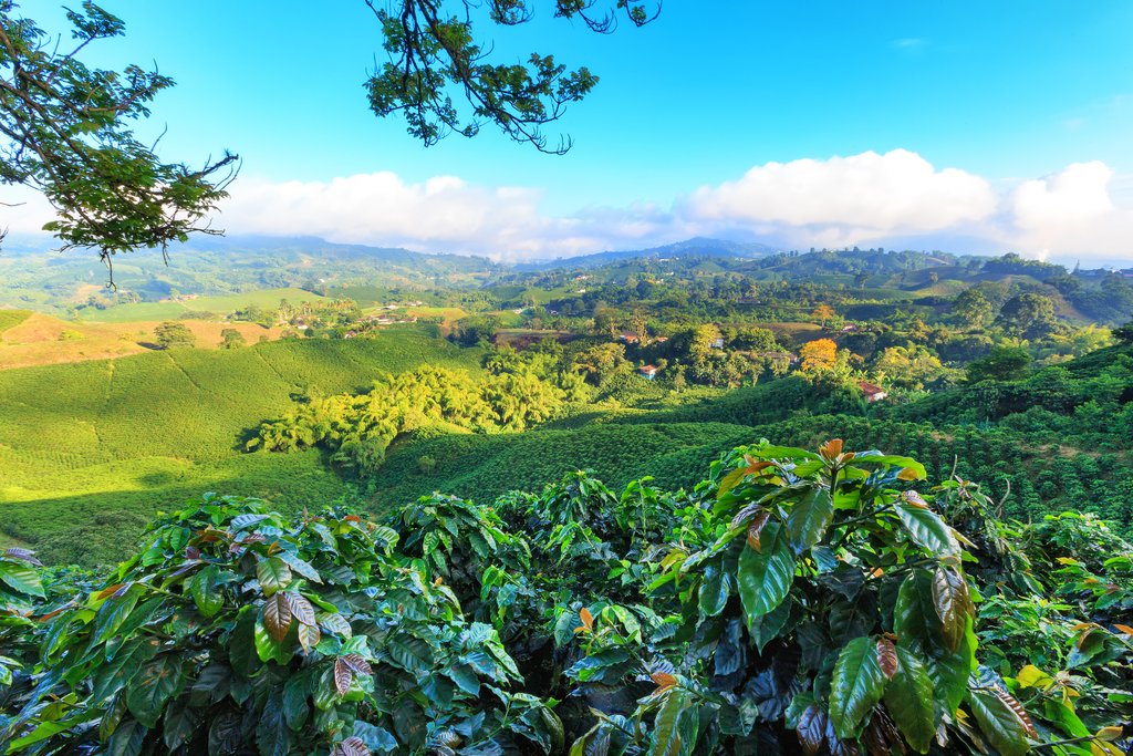 Pereira - Eje cafetero